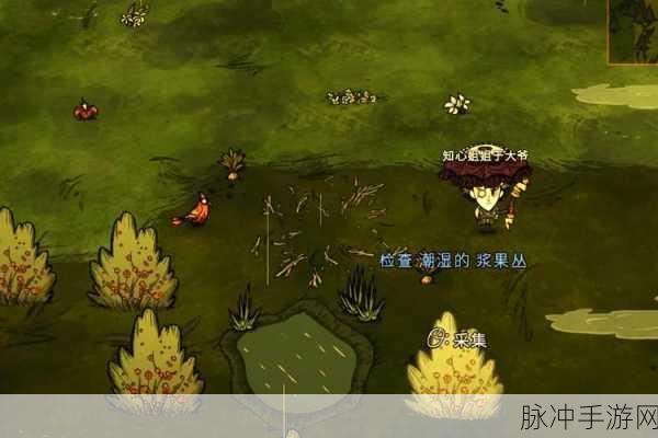 饥荒精灵公主凤凰蛋养成攻略，八级蜕变与成蛋之谜