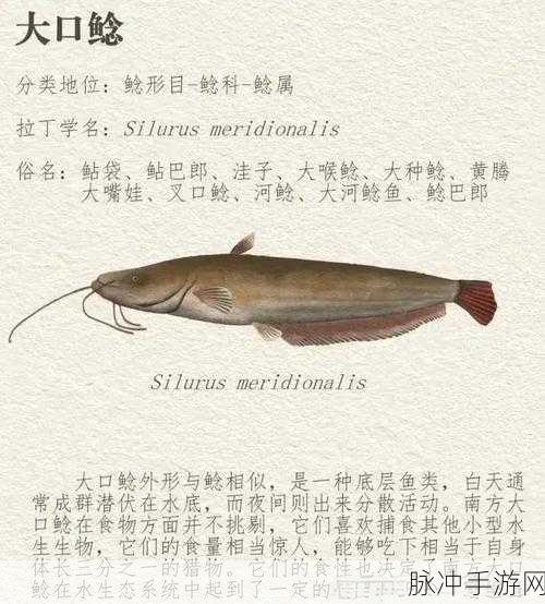 魔兽世界石鳞鲶鱼的神秘用途揭秘，你真的了解吗？