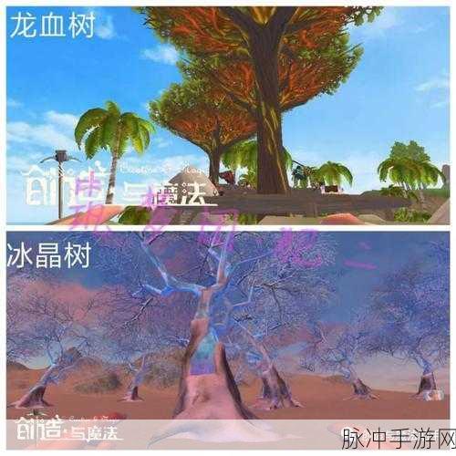 创造与魔法探索之旅,揭秘椰子树最多的宝藏之地