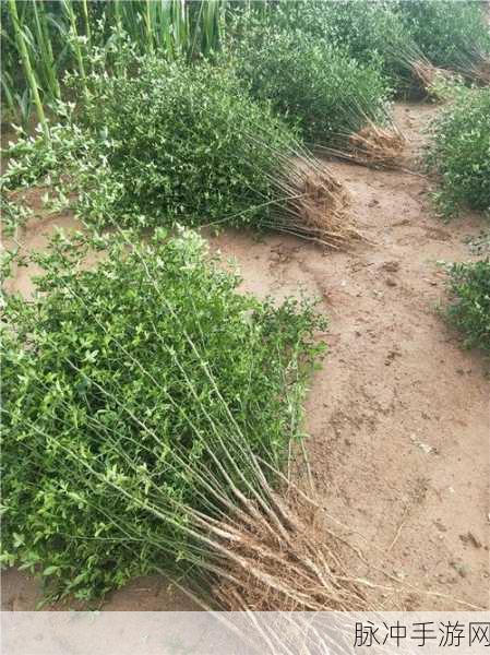 迷你世界果树木苗种植全攻略，打造你的绿色森林王国