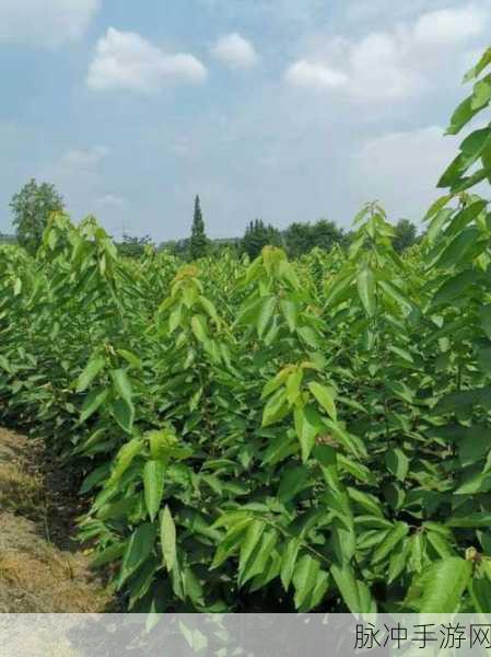 迷你世界果树木苗种植全攻略，打造你的绿色森林王国