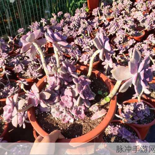 迷你世界家园种植与养殖攻略,高效赚取紫币秘籍