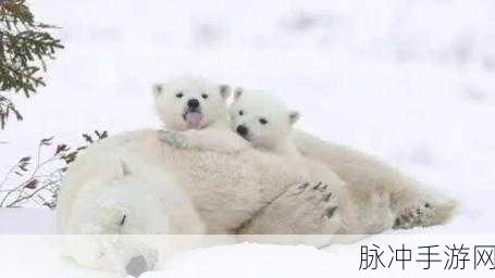 美国ZOOZOON：探索美国ZOOZOON：一个充满奇趣与冒险的动物世界之旅