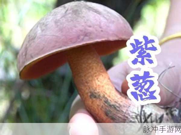 蘑菇黑料爆料：揭露蘑菇黑料的真相，探寻背后的隐秘故事