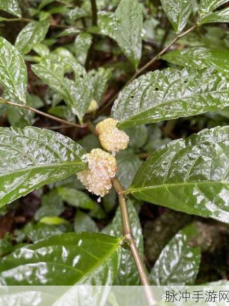 我爱搞.52G.APP：探索无限乐趣，尽在我爱搞.52G.APP平台