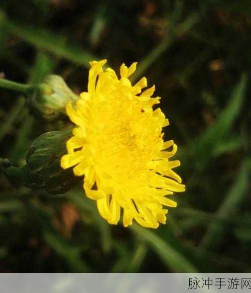 野花：探索野花的神秘世界：美丽与生态的奇妙交织