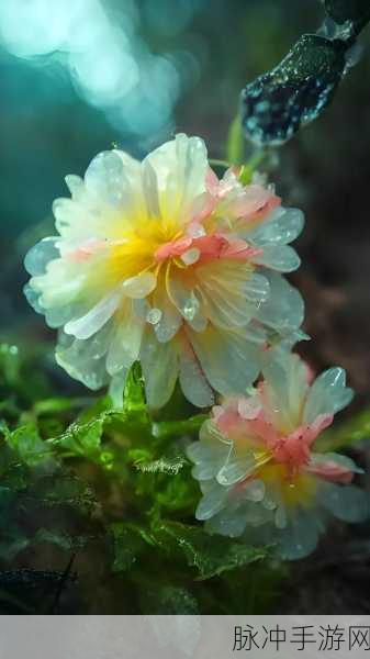 野花：探索野花的神秘世界：美丽与生态的奇妙交织