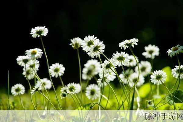 创造与魔法，解锁400多种美食的奇幻烹饪指南
