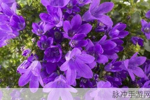 干柴烈火烧不尽衾影不问醒梦时：幽梦难寻，干柴烈火依旧燃烧情愫千丝万缕