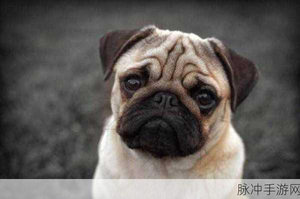 AAAA级毛皮最火的一句狗：探索AAAA级毛皮的魅力，发现狗界时尚的新风潮！