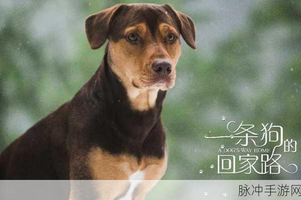 太久太久回家地址：漫长旅程归家路，思念与温暖交织的地址