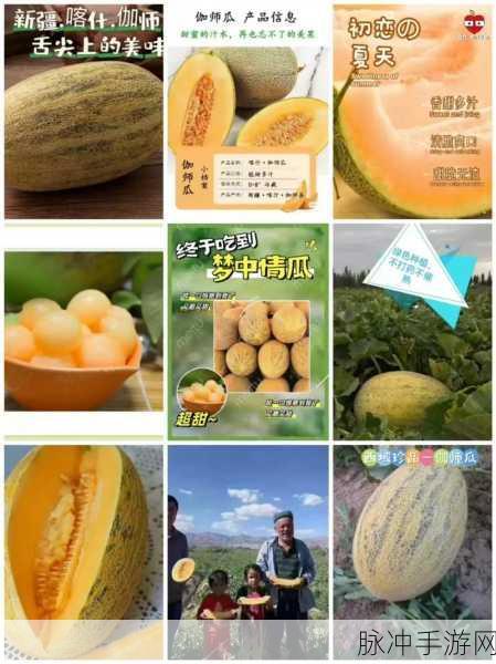 91今日必吃大瓜：今日必吃大瓜，带你领略美食新风尚！