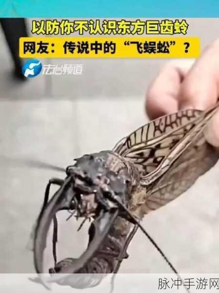 东方诡夜行：东方诡夜：迷雾重重的神秘冒险之旅