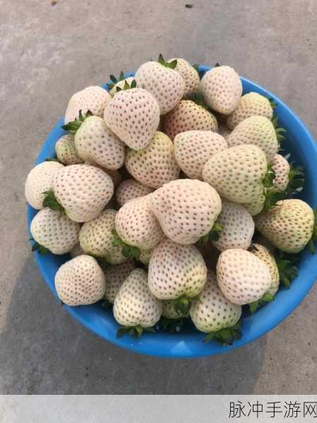 草莓视频有容乃大在线观看：畅享多元世界，草莓视频让你随心所欲在线观看