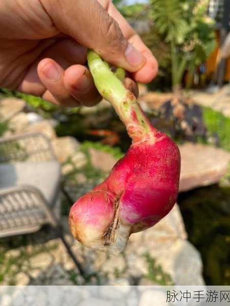 51好瓜：“探索51好瓜的多样魅力与健康益处”