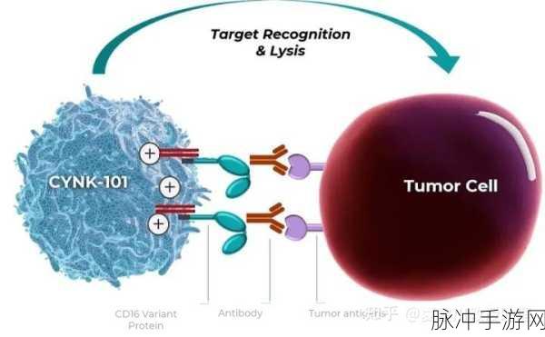 缩小放在nK里：全方位探索：拓展与缩小在nK中的应用与影响