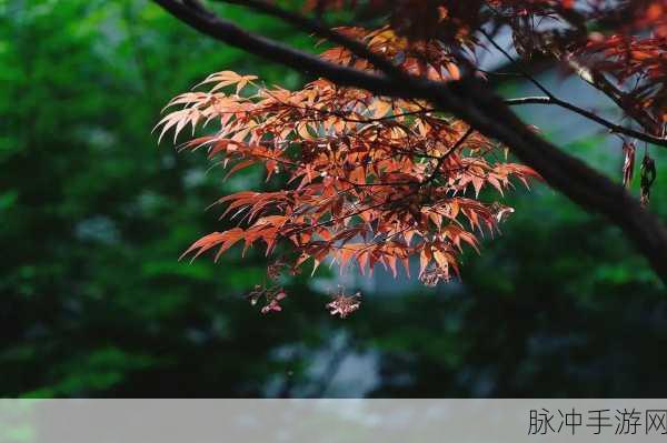 17c一草起：“草木皆生：探寻17c时代的自然与人文交织”