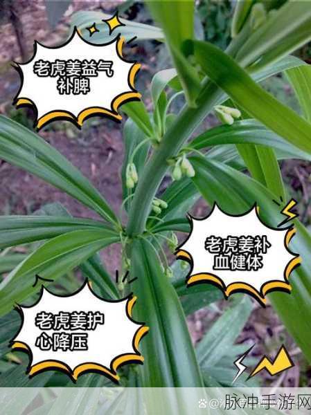 姜条红肿规矩：姜条红肿的成因与预防措施全面解析