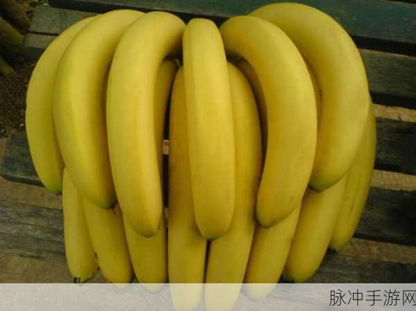 香蕉视频1024：探索香蕉视频1024：畅享无限精彩与乐趣的视听盛宴