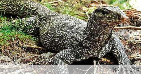 印度蜥蜴怎么回事：印度蜥蜴的生态特征与栖息环境分析探讨