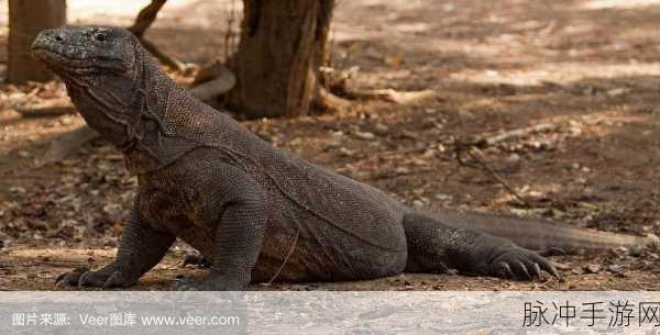 印度蜥蜴怎么回事：印度蜥蜴的生态特征与栖息环境分析探讨