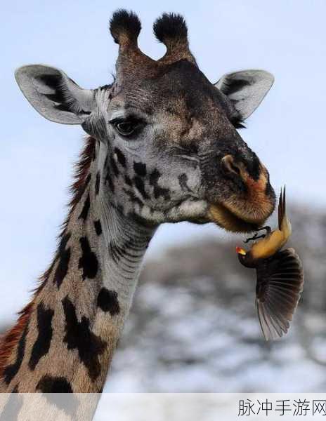 非洲人与性动交ccoo高清：探讨非洲文化与性意识的多元交融及其社会影响