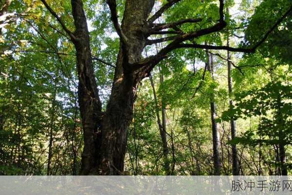 幽谷花径内的阻力突然减小：幽谷花径内阻力骤减，探寻自然奇观之旅