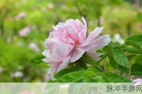 亭亭玉立国色天香四：亭亭玉立，国色天香——自然之美与人文情怀的完美融合