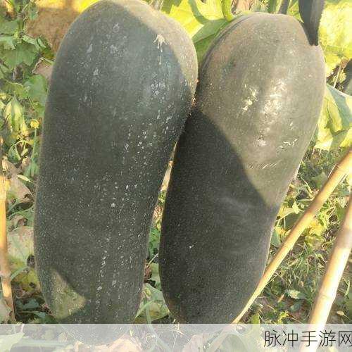 黑瓜吃料是一：探索黑瓜吃料的独特风味与营养价值魅力。