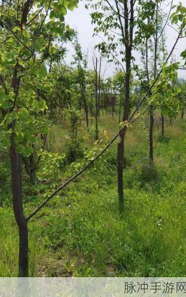 公园小树中老年交易图片应用场景：“小树中老年交易：拓展公园的社交与交流新空间”