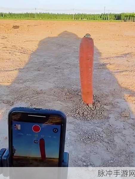 二人世界拔萝卜最：携手共进，二人世界里拔萝卜的甜蜜时光