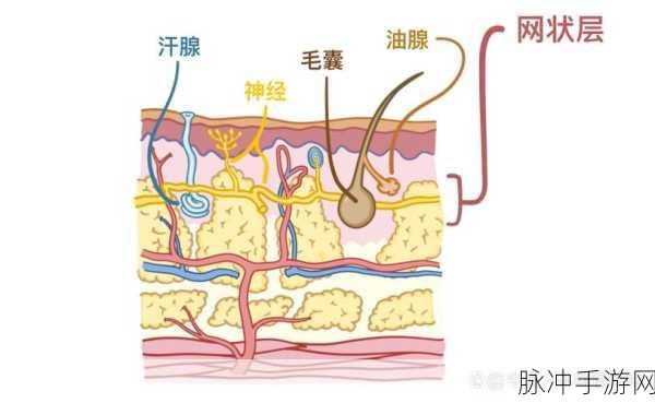 肌肌捅肤肤：探索肌肤的奥秘，提升护肤新体验与效果