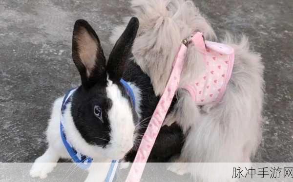 同桌的两个大兔子的衬衫：同桌的兔子们：不可思议的衬衫奇遇记