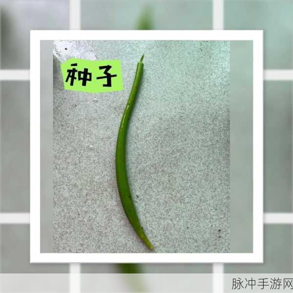 种子搜:“深入探索种子搜索技术的未来发展趋势与应用前景”