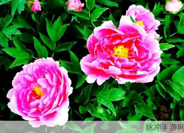 中文精品一卡2卡3卡4卡国色：“国色精品一卡通：四季风情尽收眼底，畅享无限精彩”