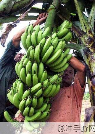 香蕉视频高清版下载-香蕉视频app手机版下载v7.5.1-白菜PE：香蕉视频高清版下载，畅享无限精彩，无需等待的优质体验！