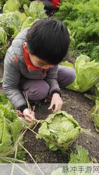 拔萝卜不盖被子打扑克：在阳光下拔萝卜，晚间打扑克不盖被子