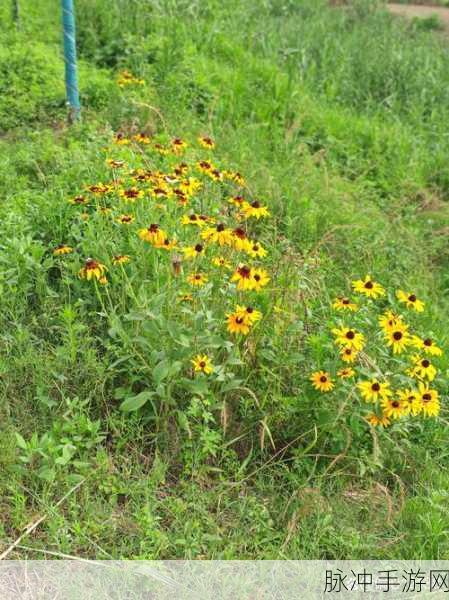 野花社高清在线网站：探索自然之美，尽在拓展野花社在线平台！