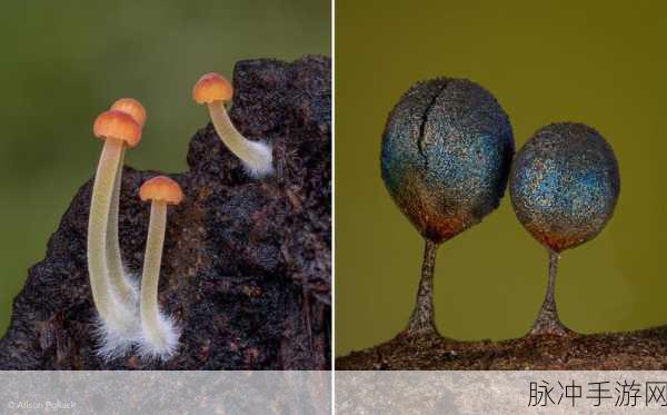 蘑菇黑料爆料视频：揭秘蘑菇黑料背后的真相与潜规则