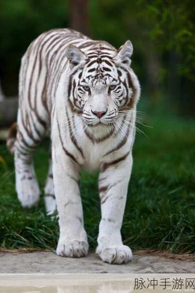 大白腚白虎B：探秘大白腚白虎B：揭秘其独特魅力与生态价值