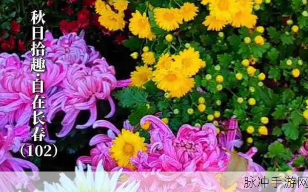 两个人免费看的www视频百花视频:两位好友共享精彩体验,尽享www视频百花盛宴!