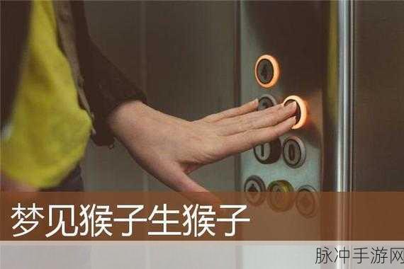 二人生猴子全程不盖被子：二人共度难忘时光，猴子全程不盖被子的趣事