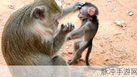 二人生猴子全程不盖被子：二人共度难忘时光，猴子全程不盖被子的趣事