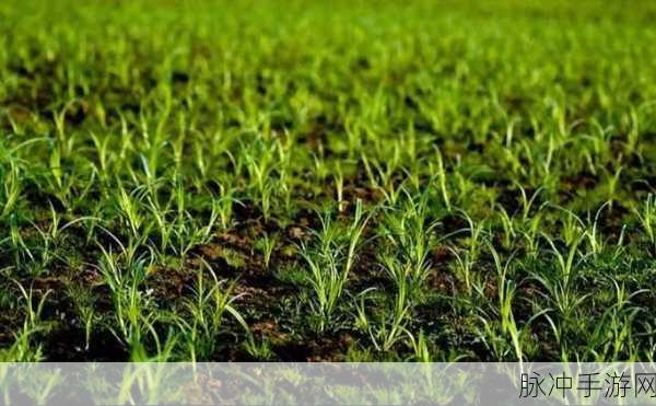 老牛嫩草AⅤ一区二区三区:老牛嫩草的激情碰撞:探索爱与欲望的新篇章