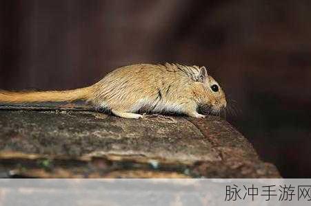 沙漠老鼠团：探索沙漠老鼠的奇妙世界与生态适应之旅