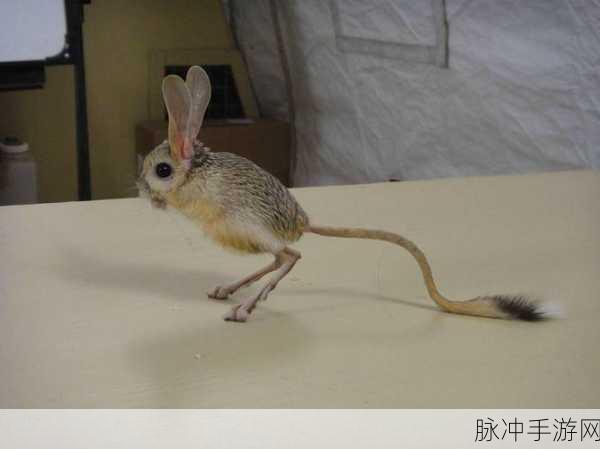 沙漠老鼠团：探索沙漠老鼠的奇妙世界与生态适应之旅