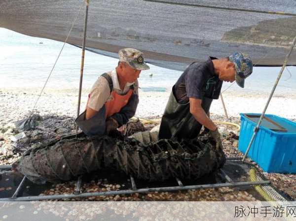 一人 上面 下感扇贝的文章：探索扇贝的生长环境与生态特性：一场海洋之旅