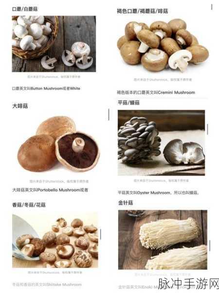 蘑菇视频黑料爆款：揭开蘑菇视频黑料真相，谁在背后操控？