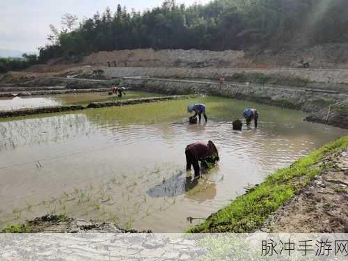 儿子帮妈妈耕种荒废的田：儿子携手母亲重耕荒田，共绘丰收新景象