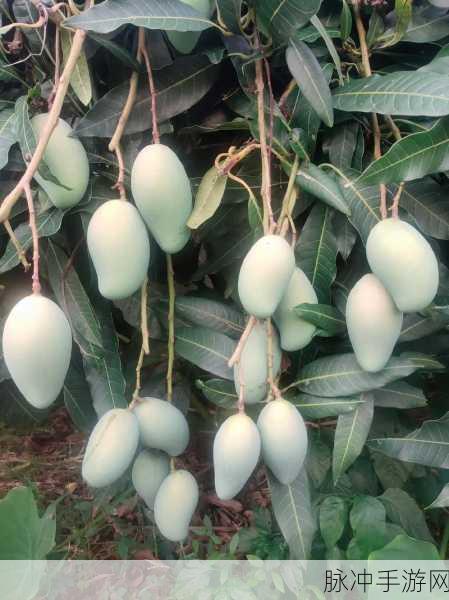 芒果一区隐藏人口：探索芒果一区隐秘人口的真实现状与未来发展